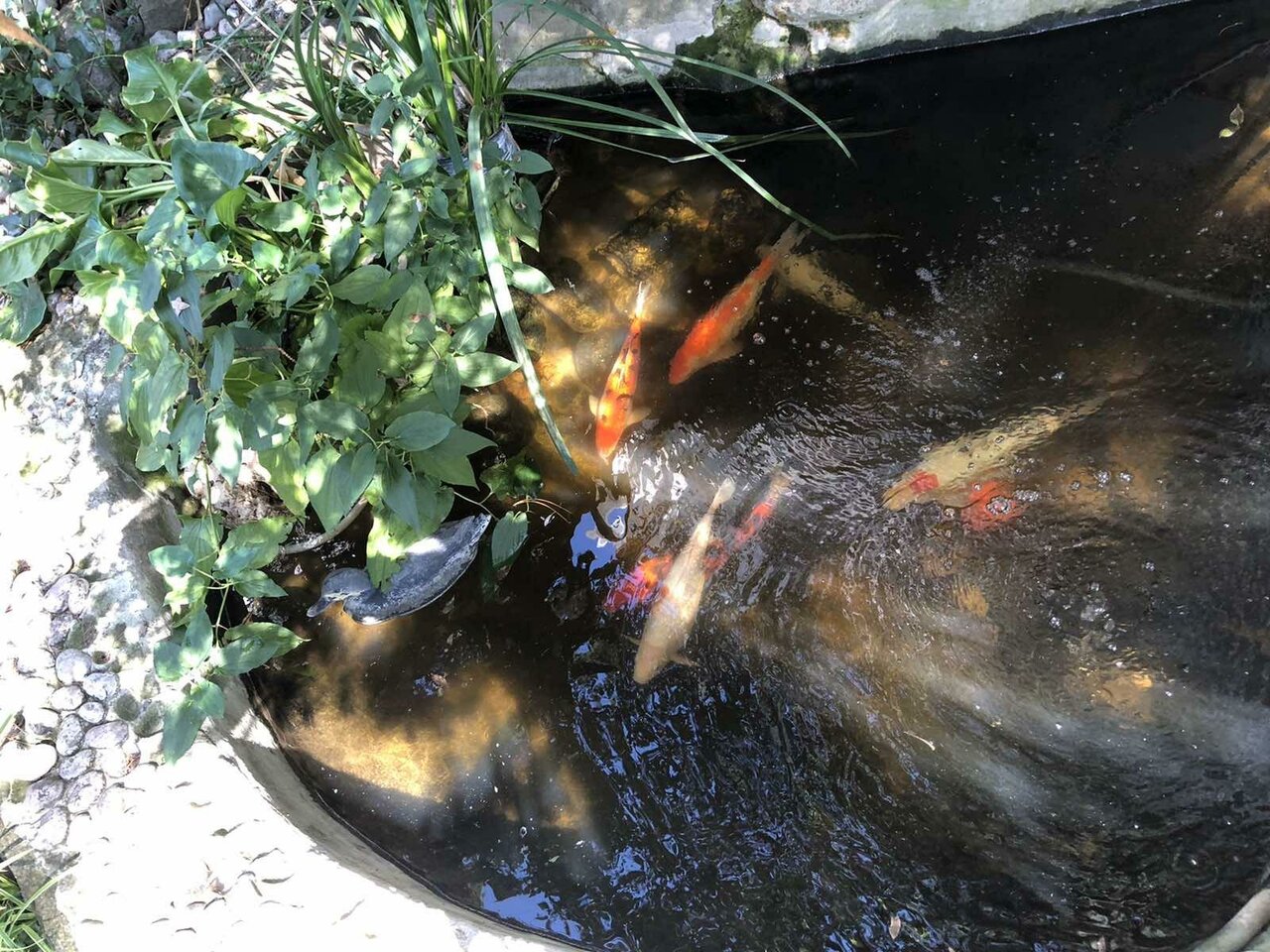 Гостевой дом АнНи Гаспра-130