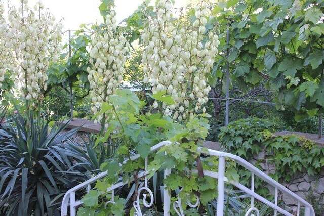 Гостевой дом АнНи Гаспра-16